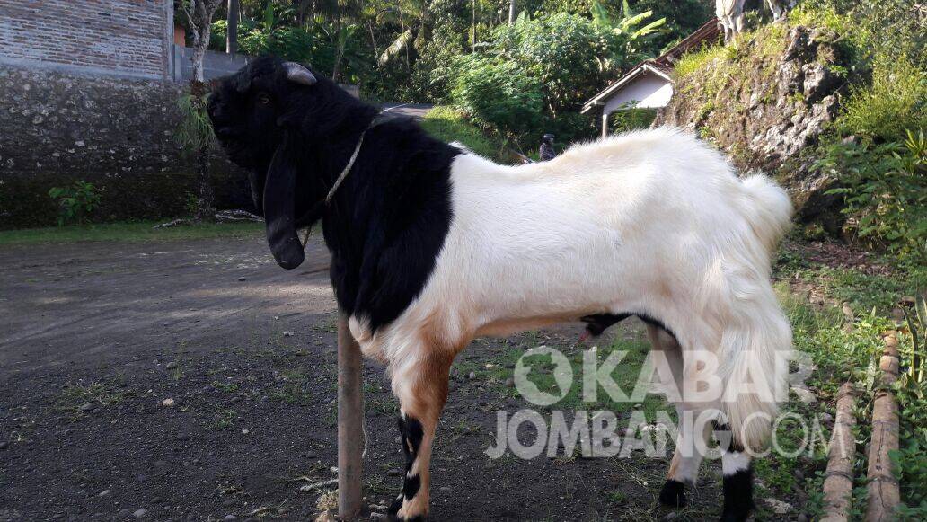 Detail Foto Kambing Etawa Nomer 9