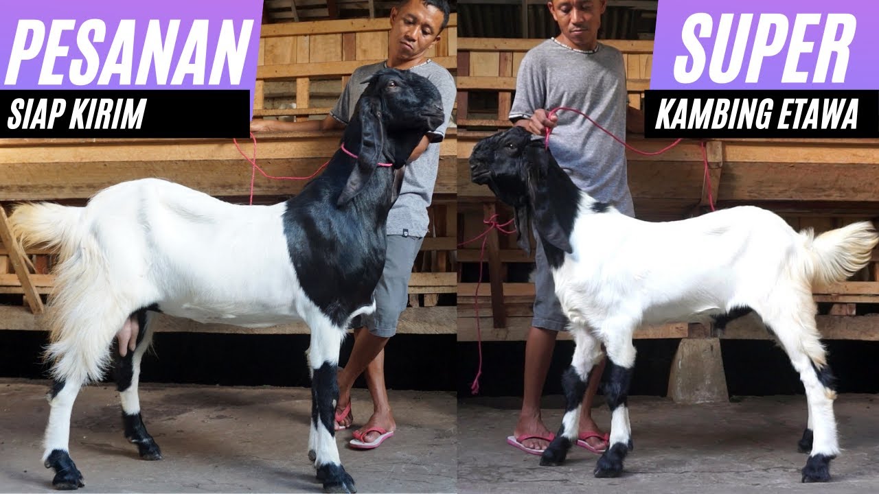 Detail Foto Kambing Etawa Nomer 21