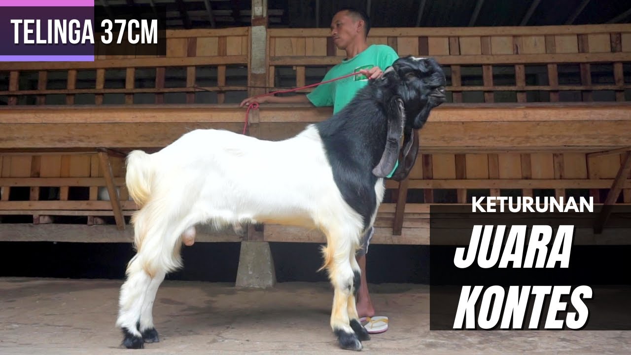 Detail Foto Kambing Etawa Nomer 36