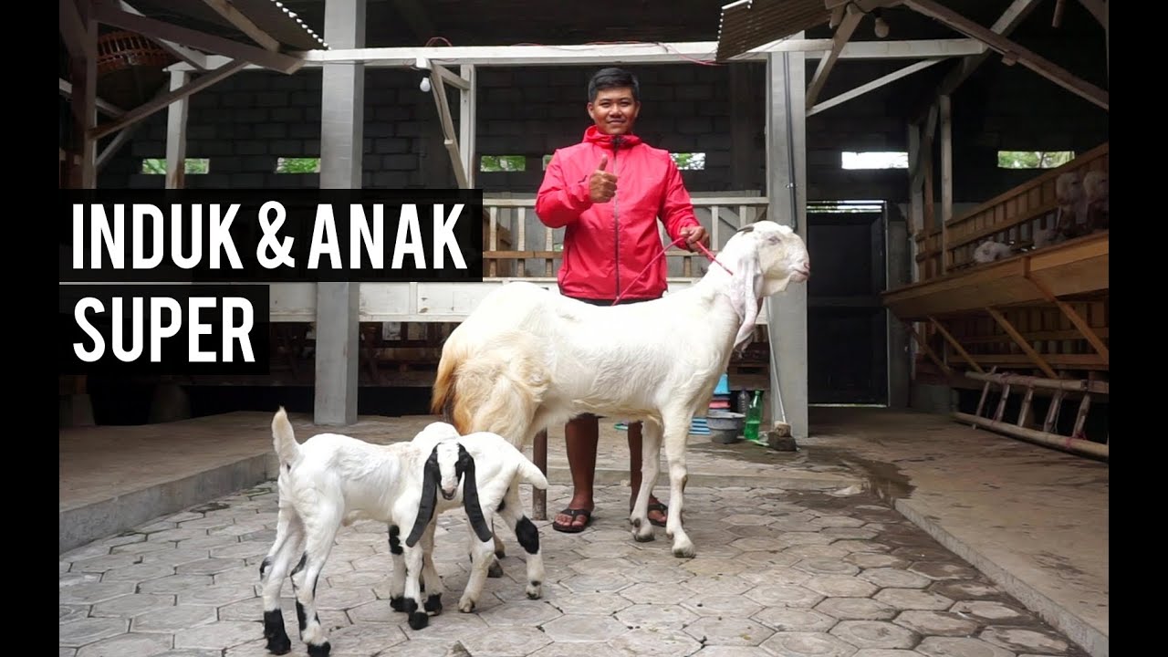 Detail Foto Kambing Etawa Nomer 46