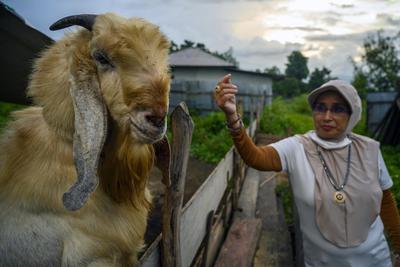 Detail Foto Kambing Etawa Nomer 5