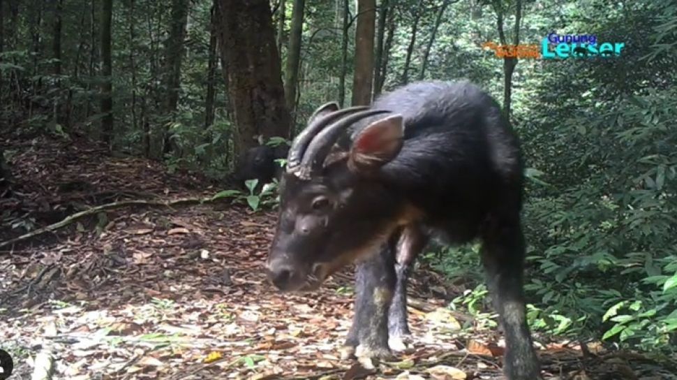 Detail Foto Kambing Hitam Nomer 18