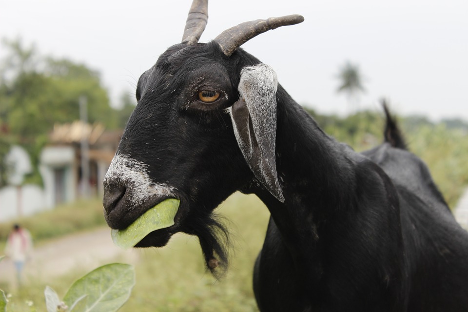 Detail Foto Kambing Hitam Nomer 31