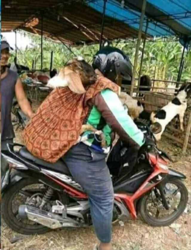 Detail Foto Kambing Lucu Nomer 18