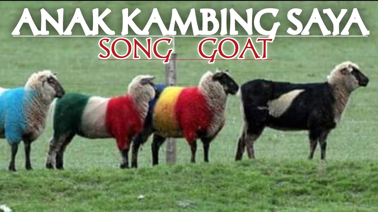 Detail Foto Kambing Lucu Nomer 21