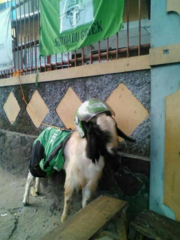 Detail Foto Kambing Lucu Nomer 23