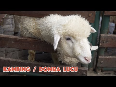 Detail Foto Kambing Lucu Nomer 26