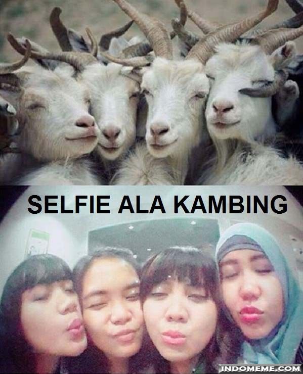 Detail Foto Kambing Lucu Nomer 35