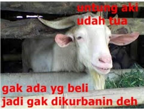 Detail Foto Kambing Lucu Nomer 48