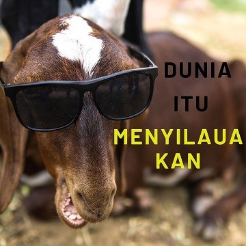 Detail Foto Kambing Lucu Nomer 6