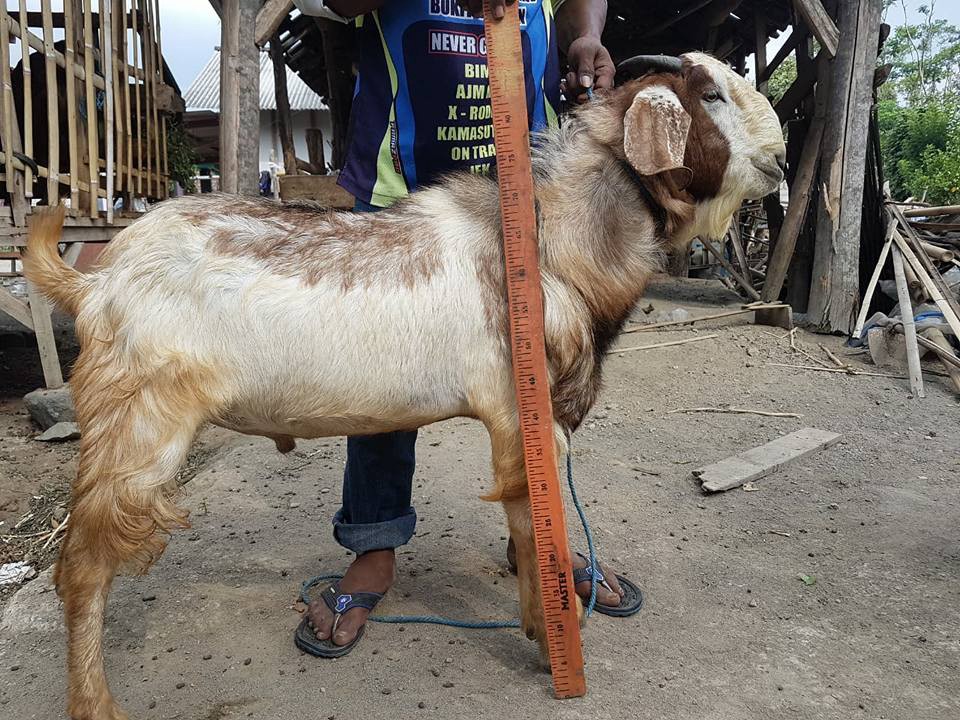 Detail Foto Kambing Qurban Nomer 11