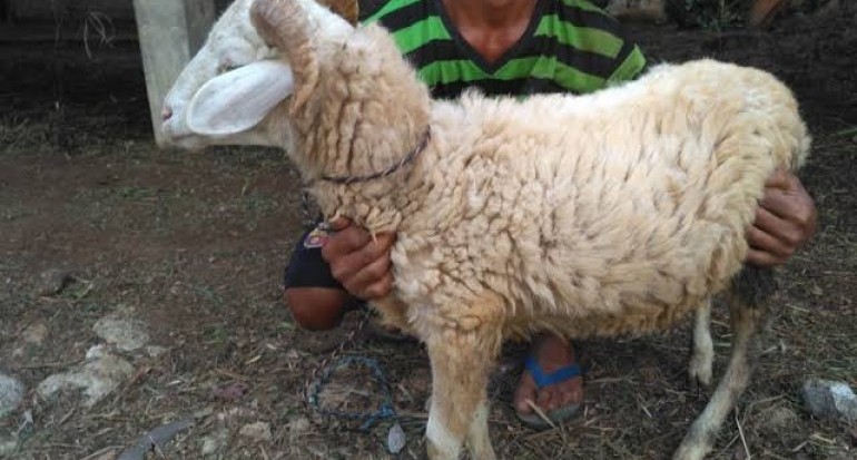 Detail Foto Kambing Qurban Nomer 18