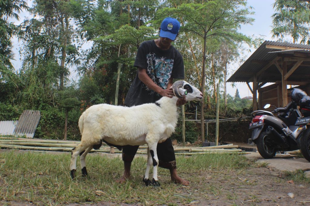 Detail Foto Kambing Qurban Nomer 19