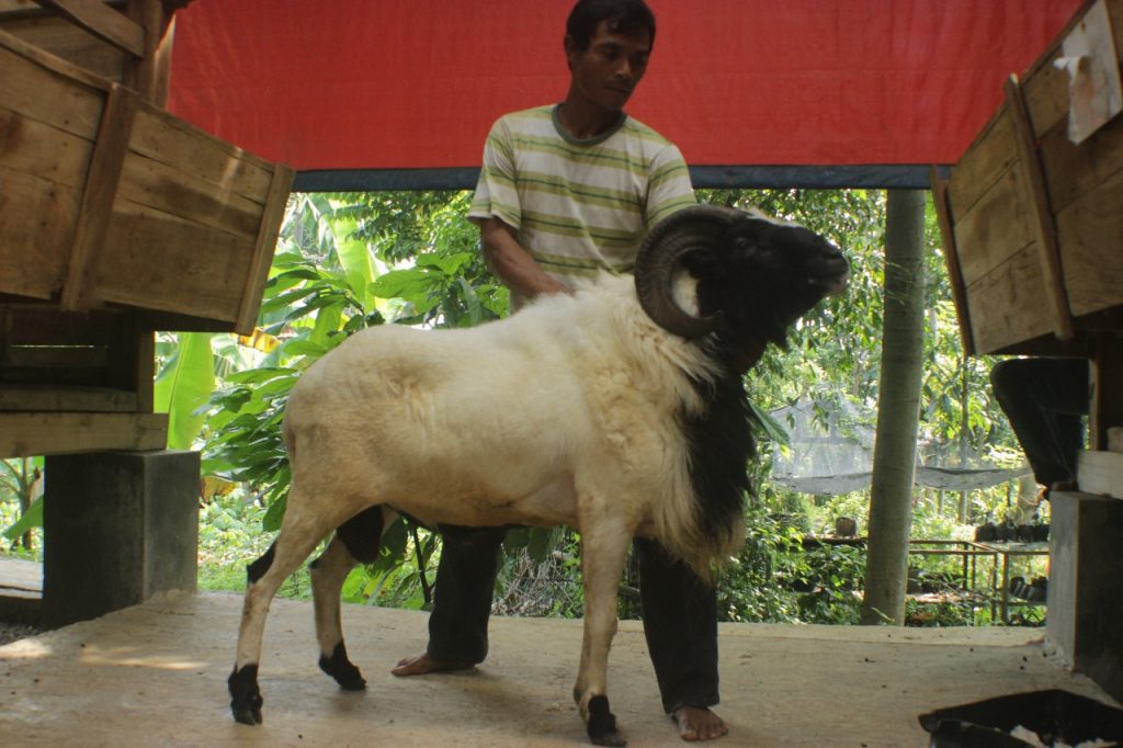 Detail Foto Kambing Qurban Nomer 41