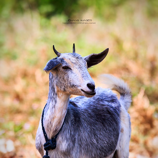 Detail Foto Kambing Senyum Nomer 28