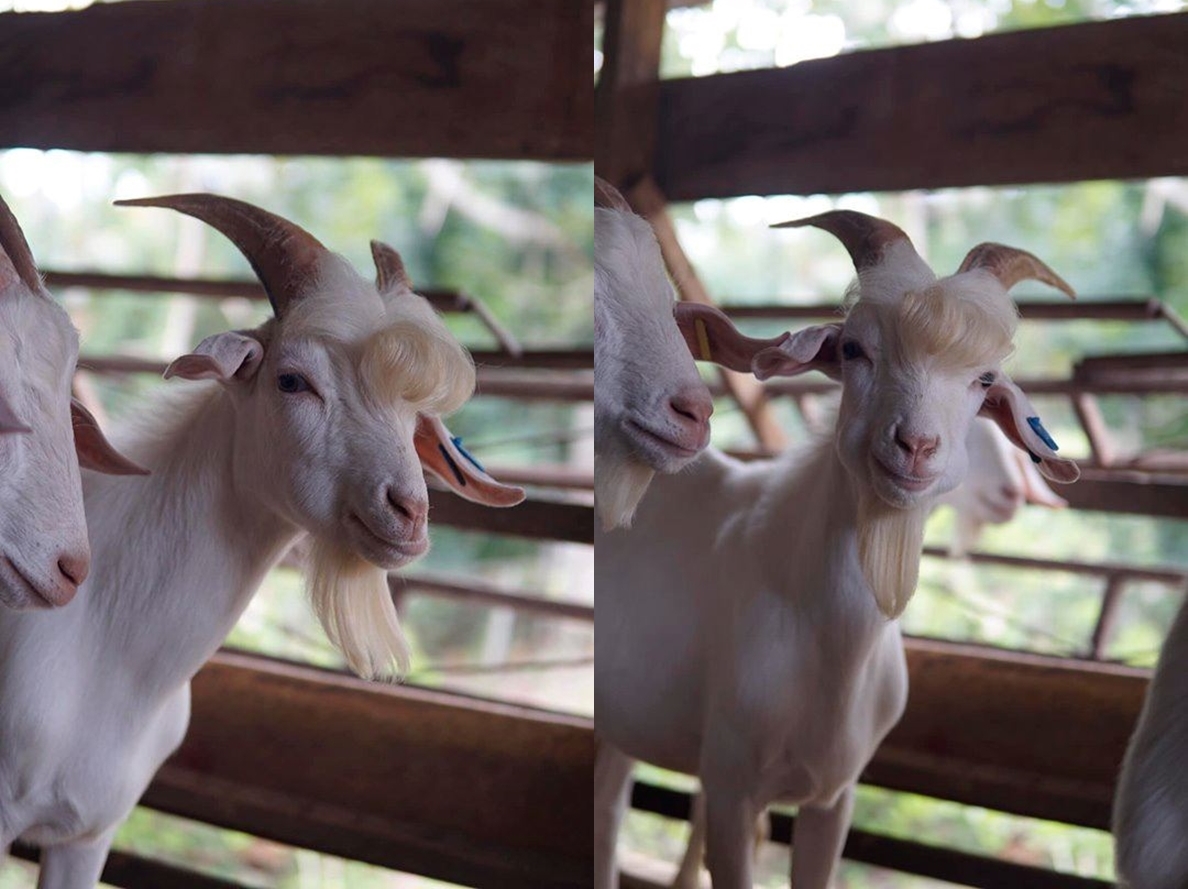 Detail Foto Kambing Senyum Nomer 32