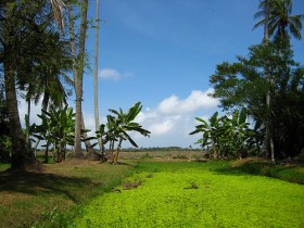 Detail Foto Kampung Halaman Nomer 11