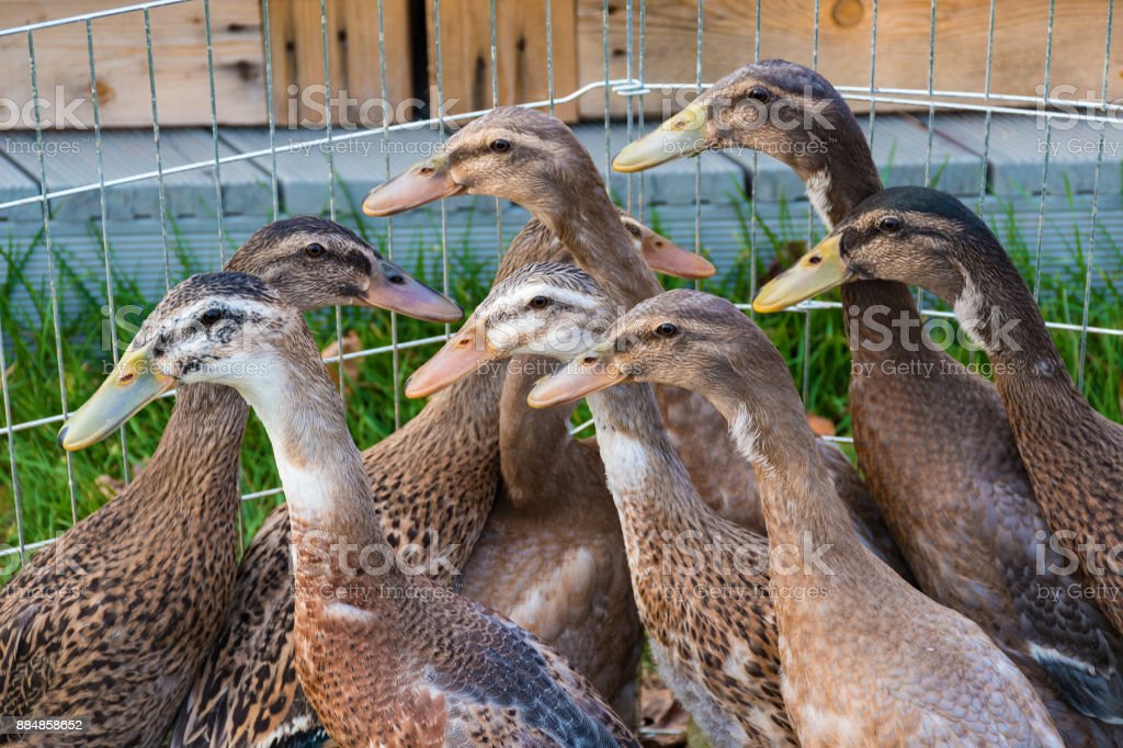 Detail Foto Kandang Bebek Nomer 37