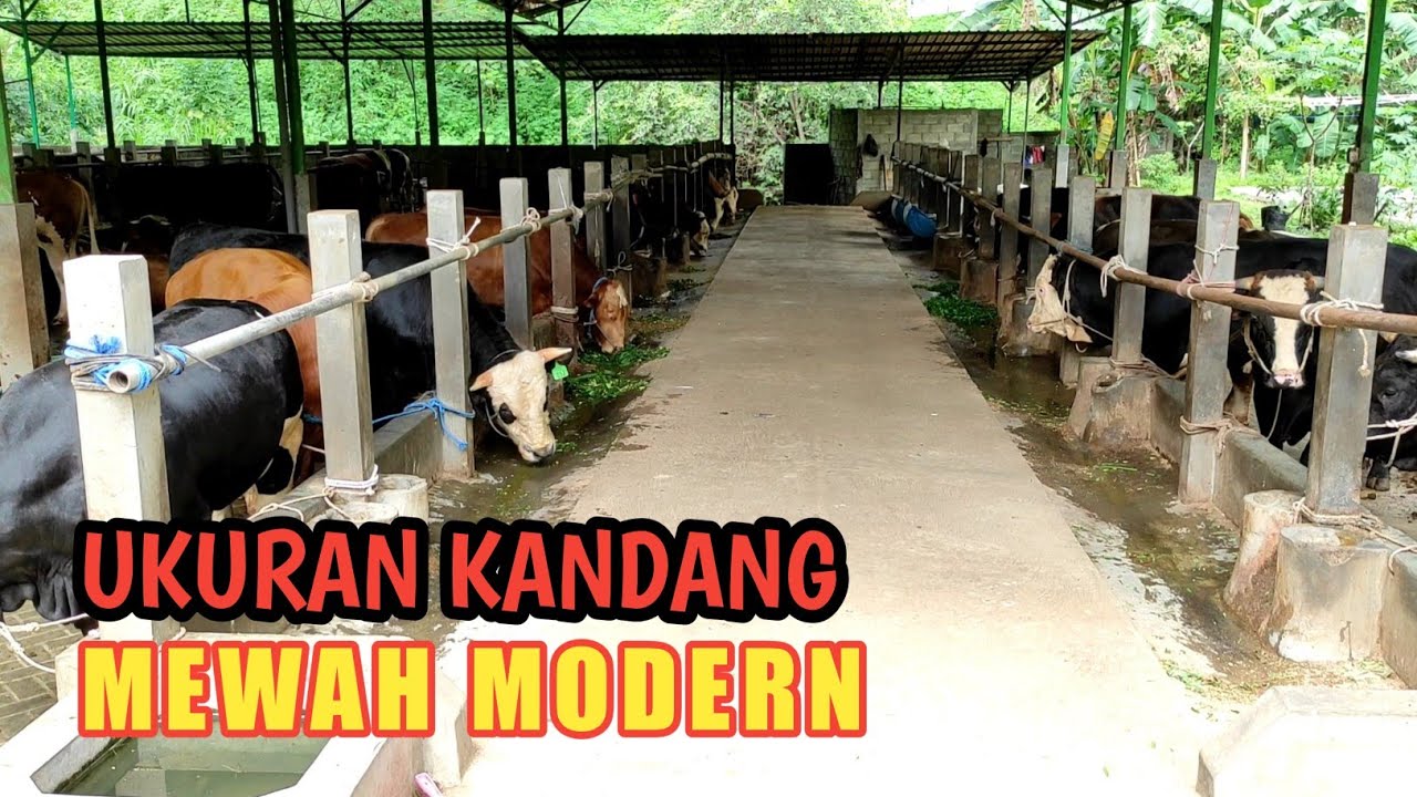 Detail Foto Kandang Sapi Nomer 12