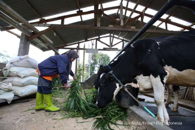 Detail Foto Kandang Sapi Nomer 29