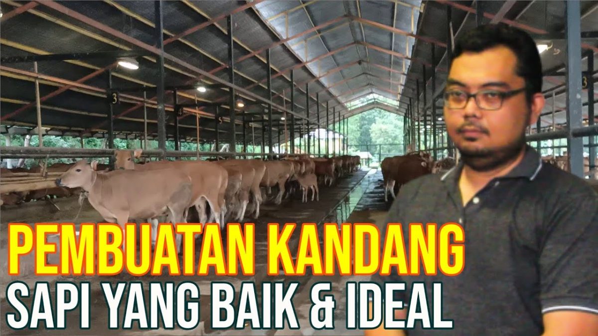 Detail Foto Kandang Sapi Nomer 30