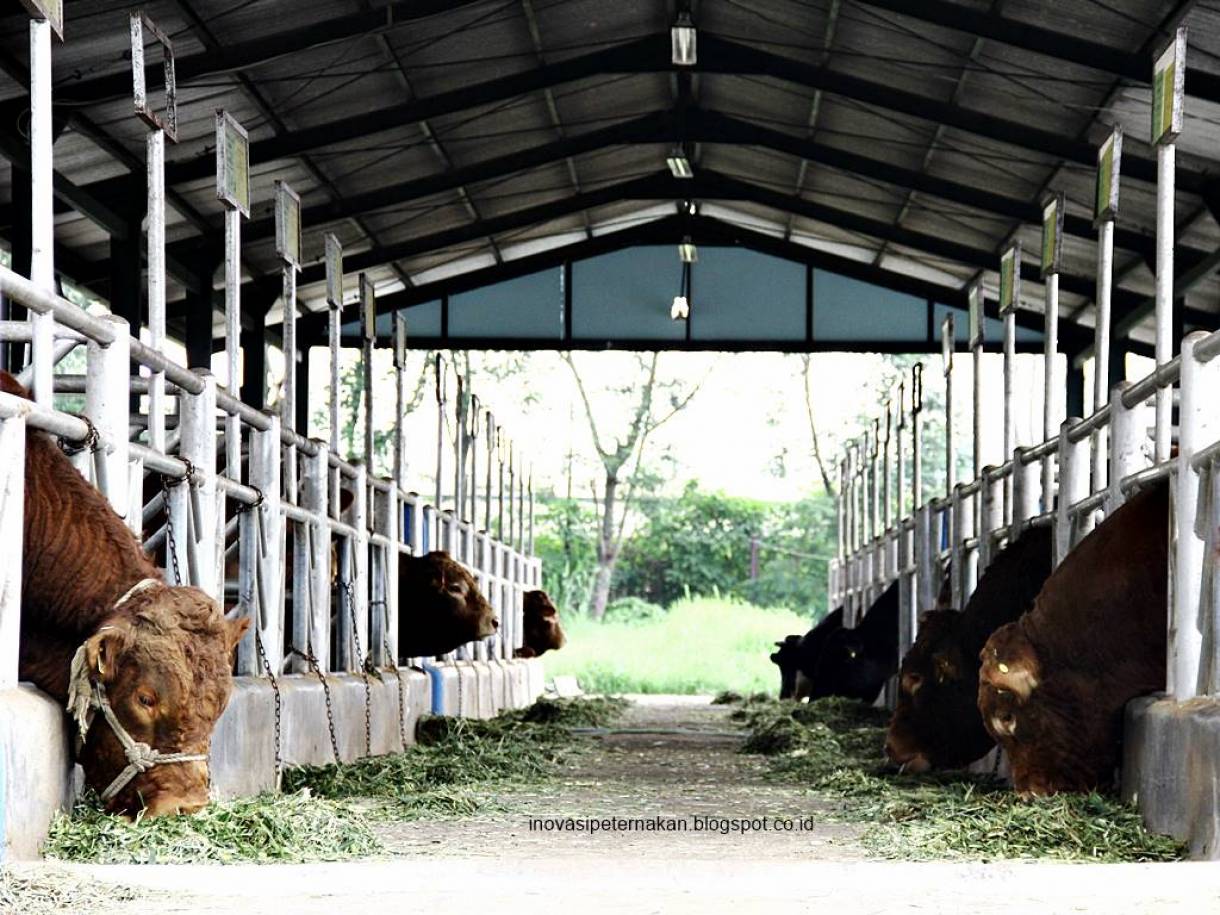 Download Foto Kandang Sapi Nomer 4