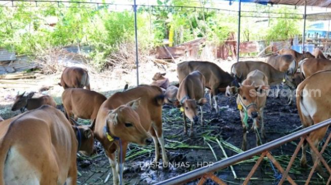 Detail Foto Kandang Sapi Nomer 45