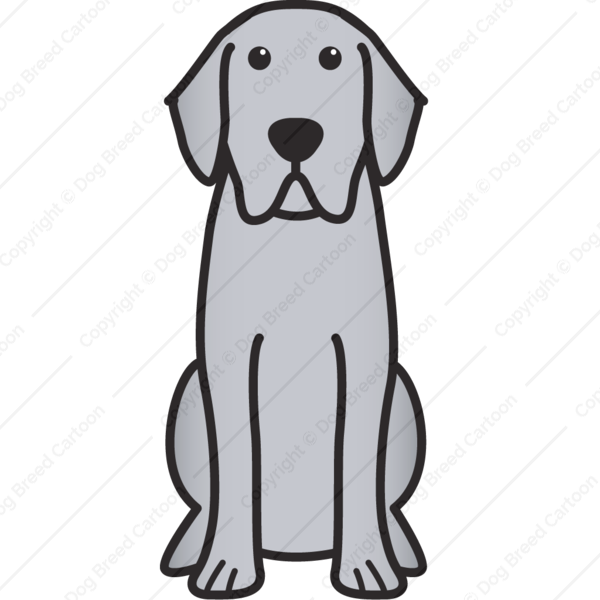 Labrador Retriever Grau - KibrisPDR