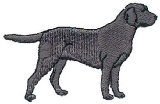 Detail Labrador Retriever Grau Nomer 13