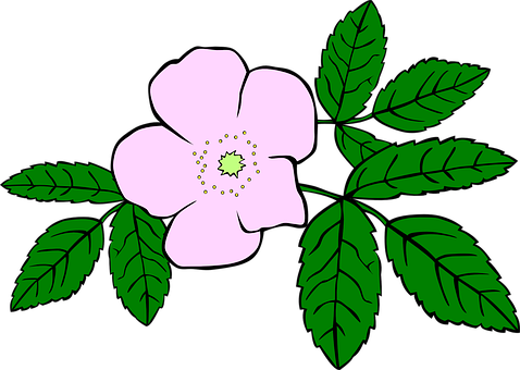 Detail Rosa Background Nomer 13