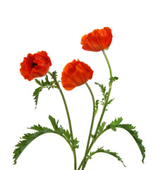 Detail Roter Mohn Zitate Nomer 15