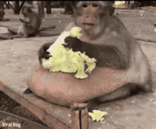 Detail Monkey Eating Gif Nomer 11