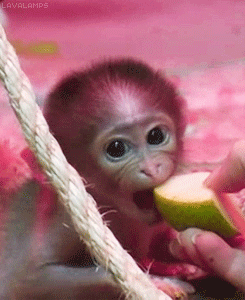 Detail Monkey Eating Gif Nomer 31