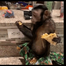 Detail Monkey Eating Gif Nomer 5