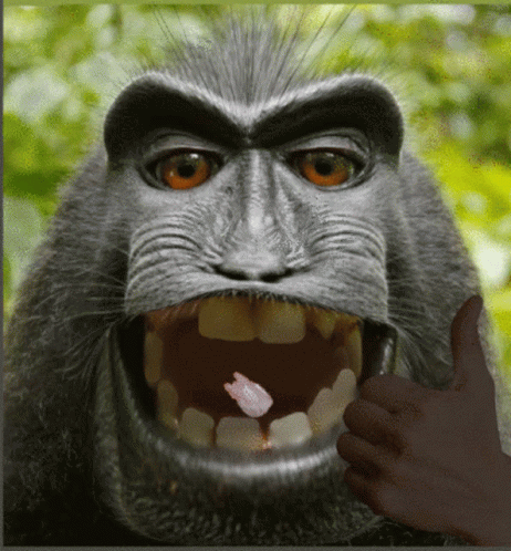 Detail Monkey Eating Gif Nomer 50