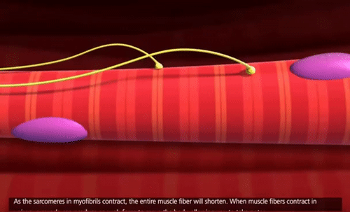 Detail Muscle Contraction Gif Nomer 11
