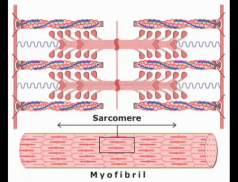 Detail Muscle Contraction Gif Nomer 15