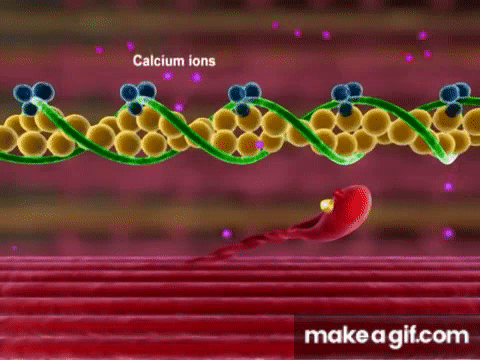 Detail Muscle Contraction Gif Nomer 19