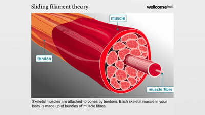 Muscle Contraction Gif 41 Koleksi Gambar Muscle Contraction Gif 41 Koleksi Gambar
