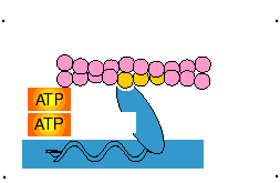 Detail Muscle Contraction Gif Nomer 28