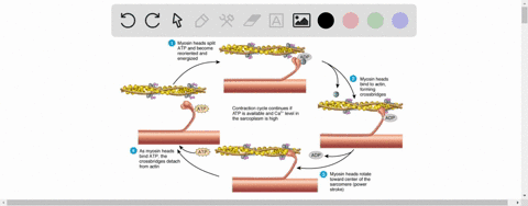 Detail Muscle Contraction Gif Nomer 32