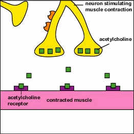 Detail Muscle Contraction Gif Nomer 34