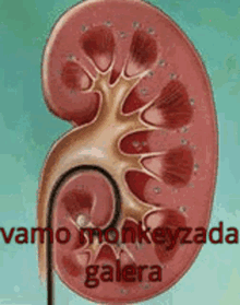 Detail Nephron Gif Nomer 24