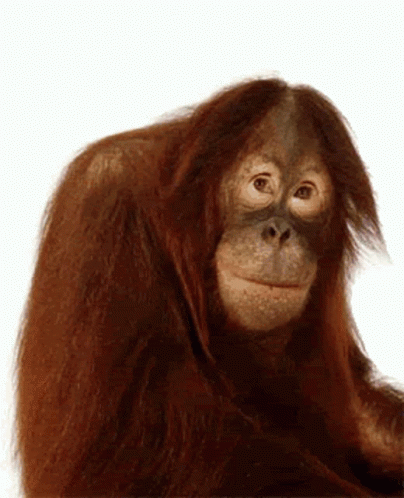 Orang Utan Animasi - KibrisPDR