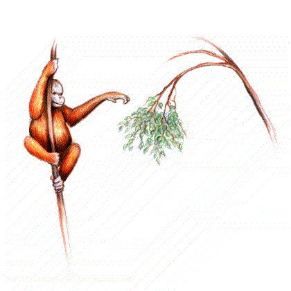 Detail Orang Utan Animasi Nomer 2