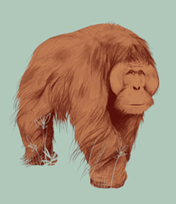 Detail Orang Utan Animasi Nomer 10