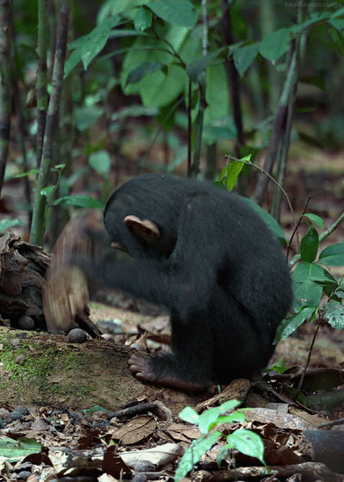 Detail Orang Utan Animasi Nomer 23