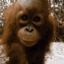 Detail Orang Utan Animasi Nomer 35