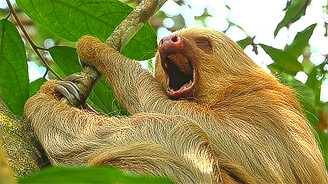 Detail Orang Utan Animasi Nomer 40