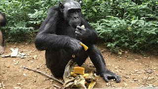 Detail Orang Utan Animasi Nomer 41